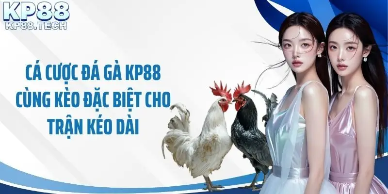 Cá cược đá gà KP88 cùng kèo đặc biệt cho trận kéo dài