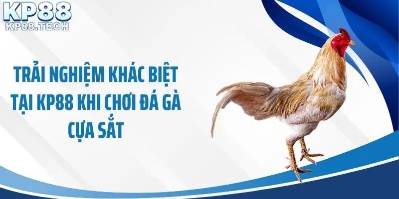 Trải nghiệm khác biệt tại KP88 khi chơi đá gà cựa sắt